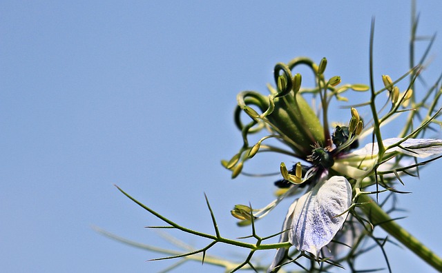 Cumin’s Potent Powers: Unlocking the Secrets of its Extract