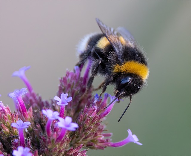 Awaken your senses with Vervain’s healing touch