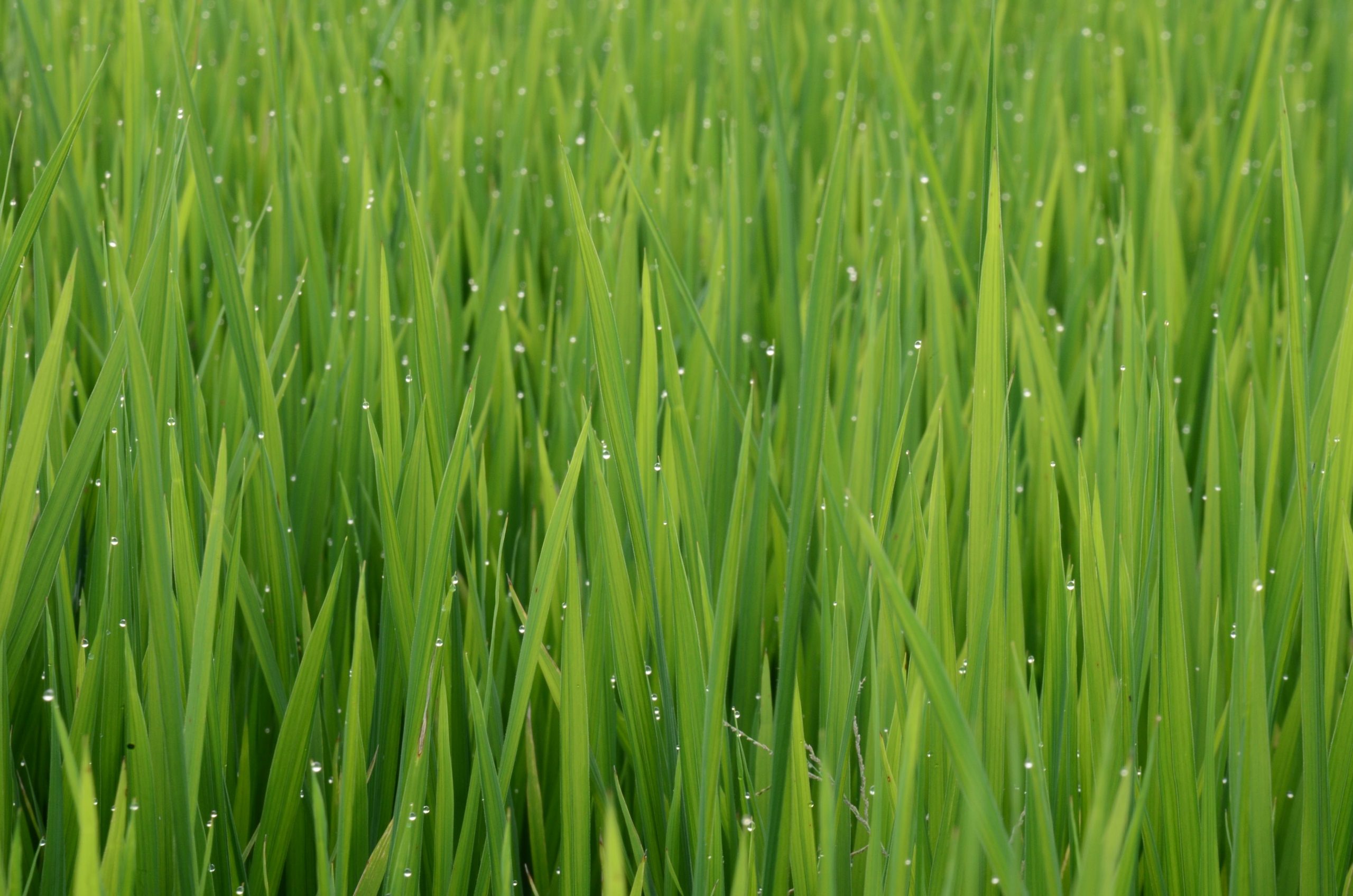 Get Your Greens with Wheatgrass: The Natural Way to Nourish Your Body