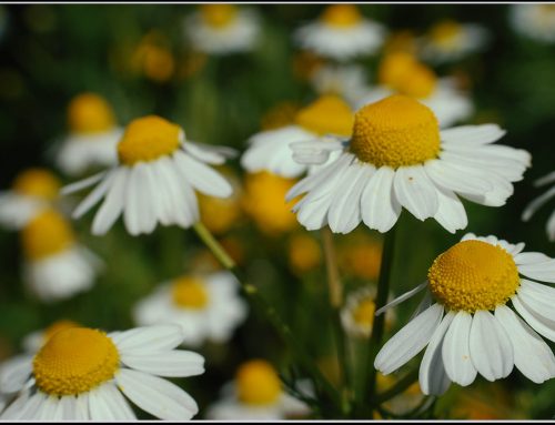 Blooming Serenity: The Power of German Chamomile