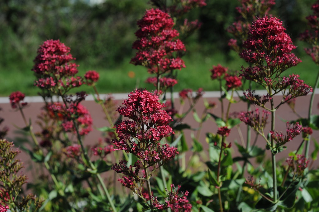 Valerian