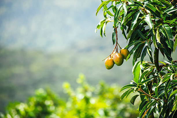 African Mango