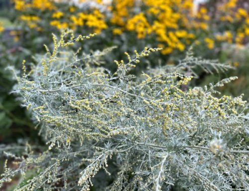Unlocking the Healing Powers of Artemisia Herba-Alba