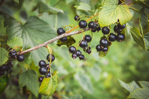 Black Currant Seed Oil