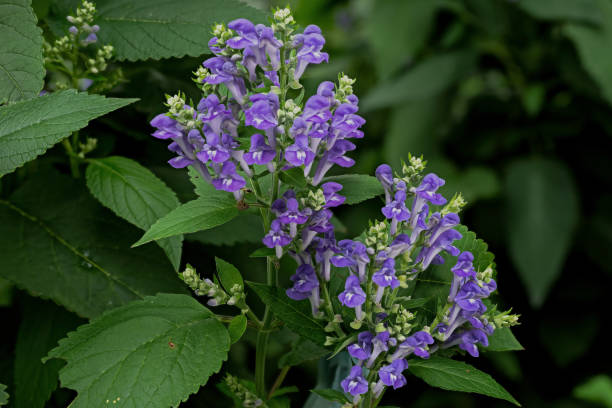 Chinese Skullcap