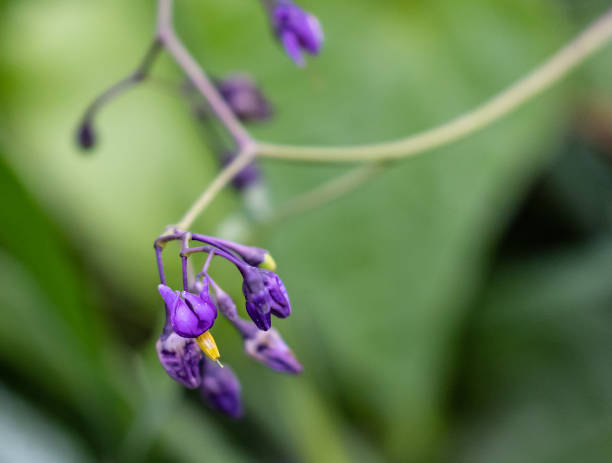 Chinese Skullcap