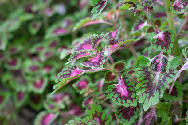 Coleus Forskohlii