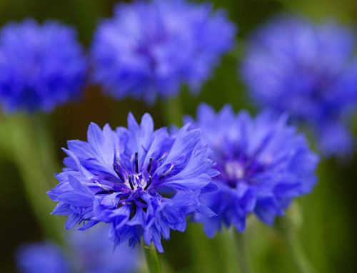 Discover the Healing Power of Cornflower
