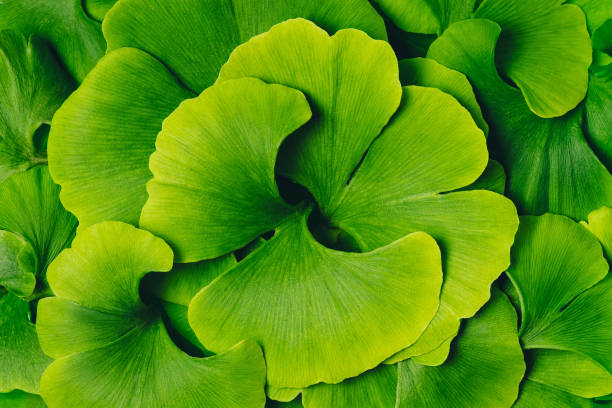 Ginkgo Biloba