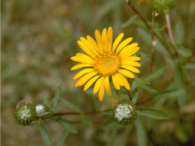 Gumweed