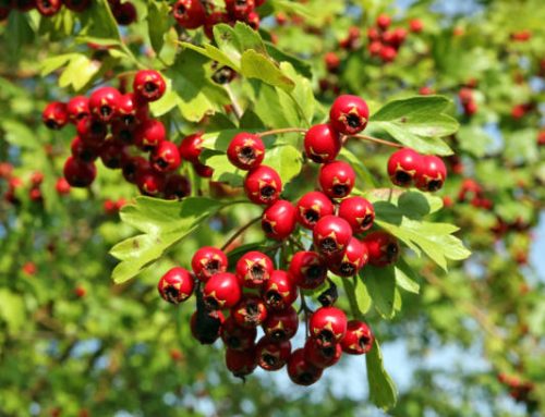 Heart-Healthy Superfood: Discover the Power of Hawthorn!