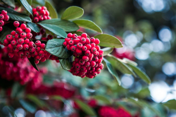 Hawthorn Berries