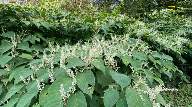 Japanese Knotweed