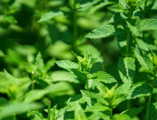 The Minty Miracle: Discovering the Power of Japanese Mint