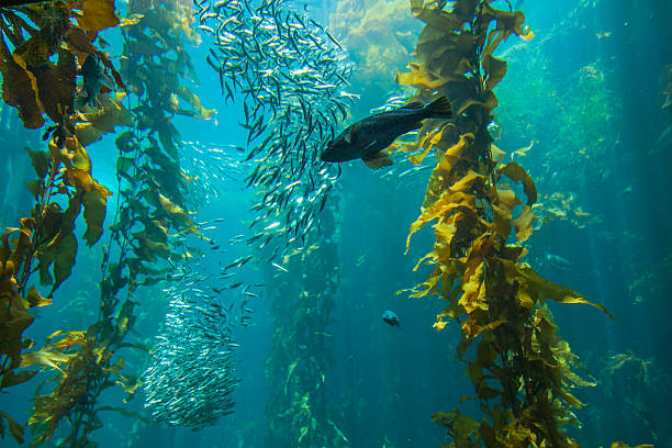 Kelp's Nutraceutical Potential