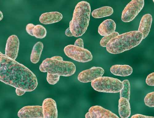 Lactobacillus plantarum: Unlocking the Power of Gut Health