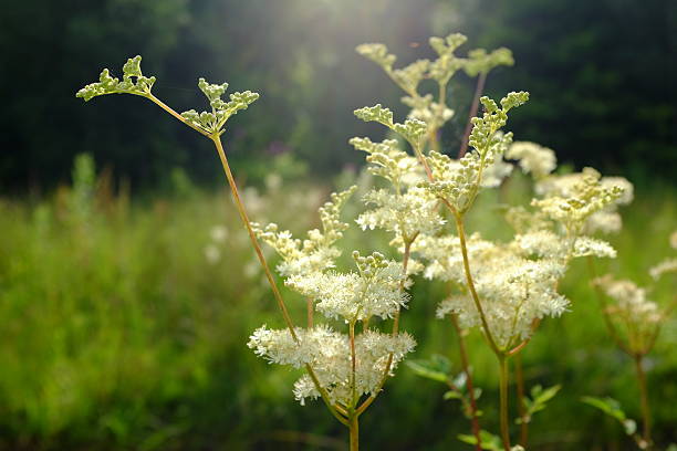 Meadowsweet