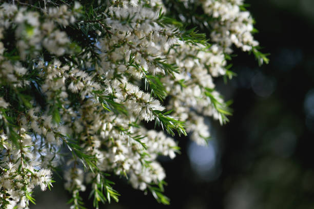 Melaleuca Oil