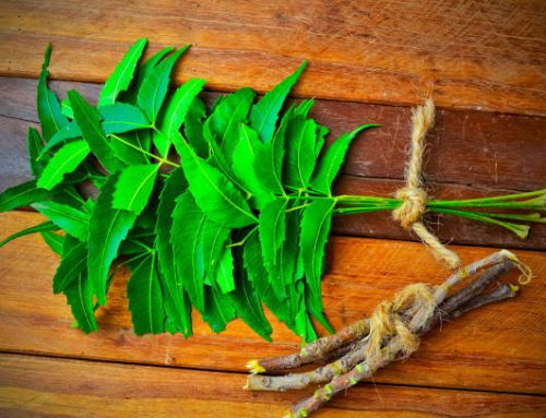 The Magic of Neem: Nature’s Gift for Healthy Skin and Hair.