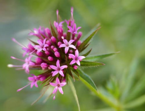 Experience Calm Bliss with Red-Spur Valerian