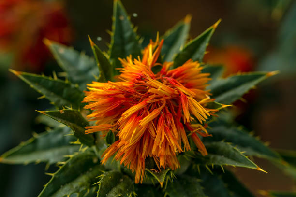 Safflower Oil