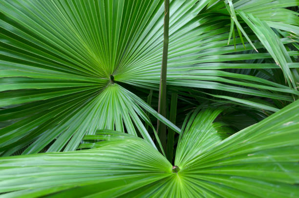 Saw Palmetto