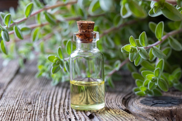 Sweet Marjoram Oil