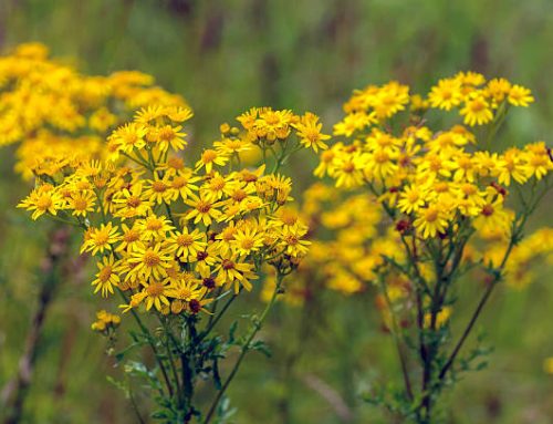 Bloom with Health: Harnessing the Potent Benefits of Tansy Ragwort