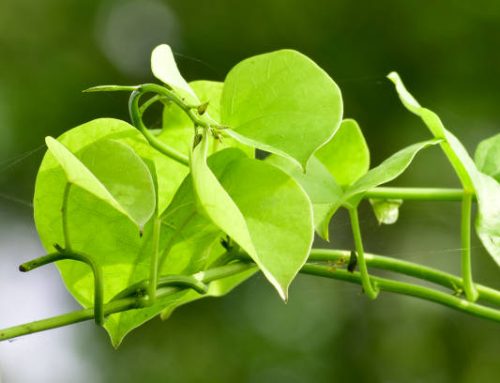 Discover the Miracle Benefits of Tinospora Cordifolia