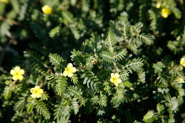 Tribulus Terrestris