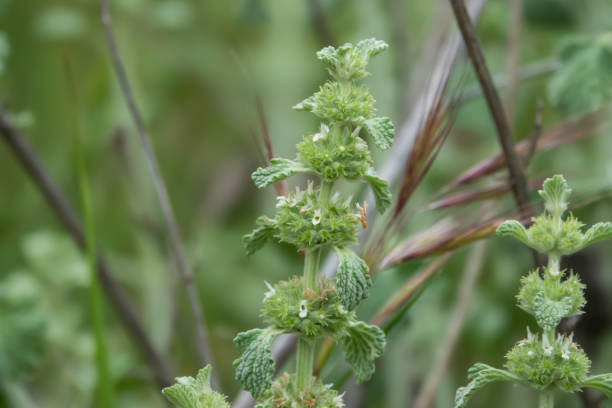 White Horehound