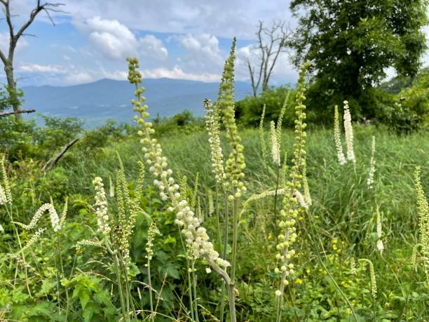 Black Cohosh